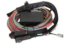 Load image into Gallery viewer, Haltech Elite 1500, 2500 &amp; 2500 T Premium Universal Wire-in Harness Length: 3m (9.8) Length: 3M (9.8)